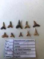 Fossiele haaientanden set (10 stuks) uit Balegem (3), Ophalen of Verzenden, Fossiel