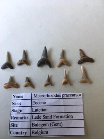 Fossiele haaientanden set (10 stuks) uit Balegem (3) beschikbaar voor biedingen