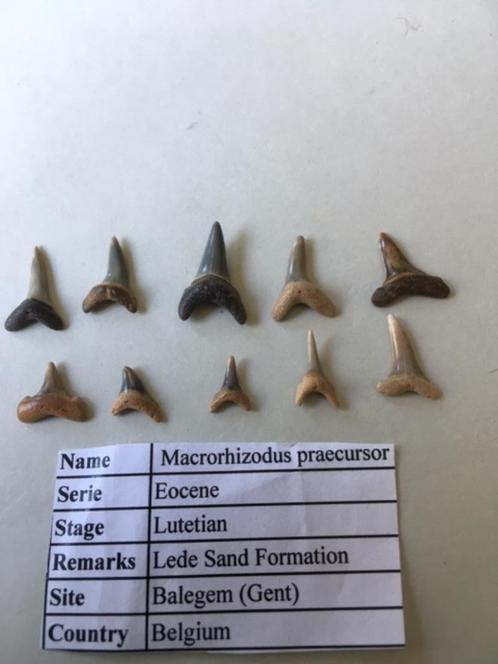 Fossiele haaientanden set (10 stuks) uit Balegem (3), Verzamelen, Mineralen en Fossielen, Fossiel, Ophalen of Verzenden