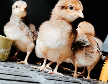  🐣 Cream Legbar hennen 🐣 beschikbaar voor biedingen