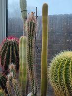 Diverse grote cactussen per stuk te koop, Ophalen, Halfschaduw, Minder dan 100 cm