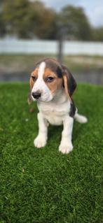 Te koop mooie beagle pups, Dieren en Toebehoren, Honden | Beagles, Bassets en Lopende honden, Beagle, Nederland, CDV (hondenziekte)