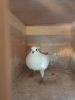 POSTDUIVEN WIT LOKDUIFJE GEVONDEN WIE O WIE ?, Dieren en Toebehoren, Geslacht onbekend, Overige soorten