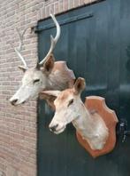 Oude antiek opgezette hert edelhert gewei schedel open haard, Ophalen, Gebruikt, Hert, Gewei of Kop
