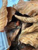 Oophaga pumilio bastimentos, Dieren en Toebehoren, Reptielen en Amfibieën, Amfibie, 0 tot 2 jaar