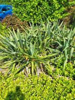 Tuinplanten  palmlelie., Tuin en Terras, Planten | Tuinplanten, Ophalen, Zomer, Overige soorten, Halfschaduw