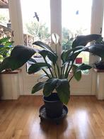 Decoratieve grote en bloeiende Spathiphyllium, Ophalen, 100 tot 150 cm, Overige soorten, Halfschaduw