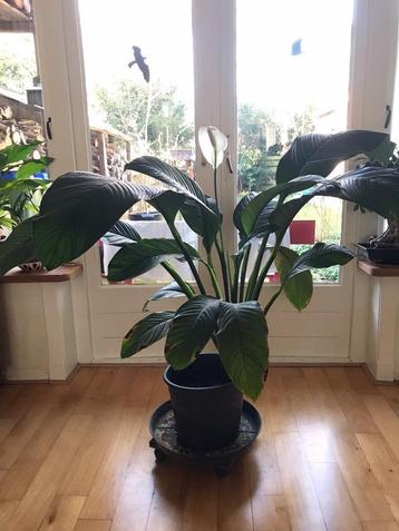 Decoratieve grote en bloeiende Spathiphyllium beschikbaar voor biedingen