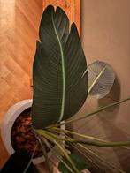 Strelitzia Kunstplant - Peter van Son, Ophalen, Overige soorten, Halfschaduw, In pot