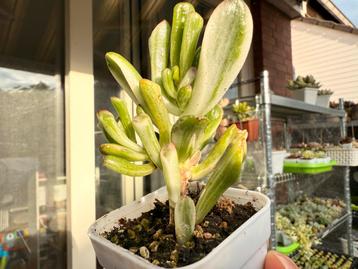 Crassula oblique 'Gollum'Variegated/pot 5cm/vetplant/ beschikbaar voor biedingen