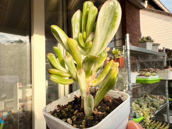 Crassula oblique 'Gollum'Variegated/pot 5cm/vetplant/, Huis en Inrichting, Kamerplanten, Minder dan 100 cm, Halfschaduw, Ophalen of Verzenden