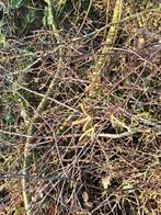 Berkentakken en berkentwijgen voor pasen, manden t, Ophalen, Overige materialen, Rond, Van Sytzamawei 28