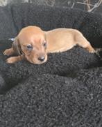 Mooie  langhaar teckel pups geboren, Dieren en Toebehoren, Honden | Teckels en Dashonden, CDV (hondenziekte), 8 tot 15 weken, Dwerg