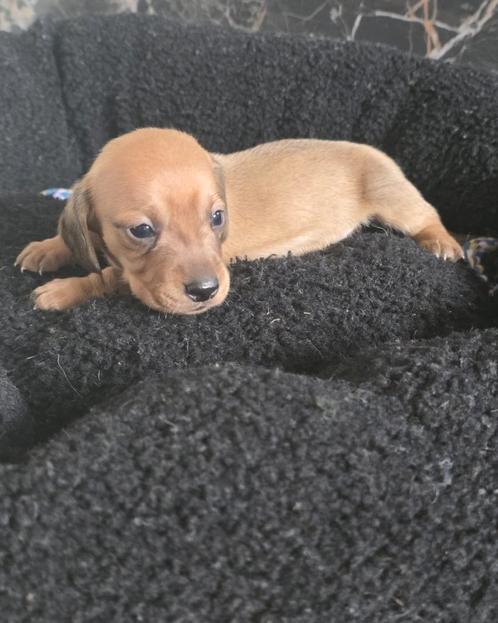 Mooie  langhaar teckel pups geboren, Dieren en Toebehoren, Honden | Teckels en Dashonden, Meerdere dieren, Langhaar, Dwerg, Particulier