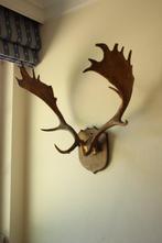 Taxidermie gewei damhert, Verzamelen, Dierenverzamelingen, Ophalen, Gebruikt, Hert, Gewei of Kop