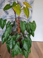 Philodendron painted lady, heel groot., Ophalen, Overige soorten, Minder dan 100 cm