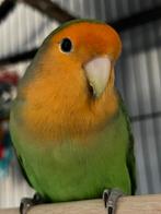 Dwergpapegaai coco, Dieren en Toebehoren, Vogels | Parkieten en Papegaaien, Mannelijk, Dwergpapegaai of Agapornis, Tam