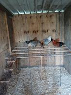 Groningen meeuwen, Dieren en Toebehoren, Meerdere dieren, Geringd