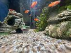 Jonge platy’s, Dieren en Toebehoren, Vis