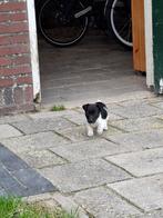 Lieve, enthousiaste en sociale reu Jack Russell pup, Dieren en Toebehoren, Honden | Jack Russells en Terriërs, Jack Russell Terriër