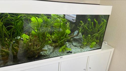 Juwel rio 180 wit aquarium compleet (hxbxd=50x101x41 cm), Dieren en Toebehoren, Vissen | Aquaria en Toebehoren, Gebruikt, Gevuld zoetwateraquarium