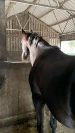 Uitloop stal gezocht., Dieren en Toebehoren, Stalling en Weidegang