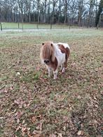 Gevraagd vos bonte merrie, Dieren en Toebehoren, Merrie