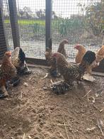 Sabelpoot kriel, Dieren en Toebehoren, Pluimvee, Meerdere dieren, Kip