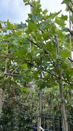 Lei plataan in pot 6 jaar oude leiboom, voorgeleid 12-14cm, Ophalen, In pot, Volle zon