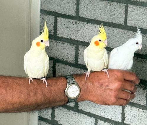 Valkparkieten tam, Dieren en Toebehoren, Vogels | Parkieten en Papegaaien, Parkiet, Meerdere dieren, Tam