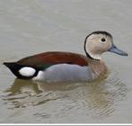 Siereenden/kweekkoppels, Dieren en Toebehoren, Pluimvee, Meerdere dieren, Eend