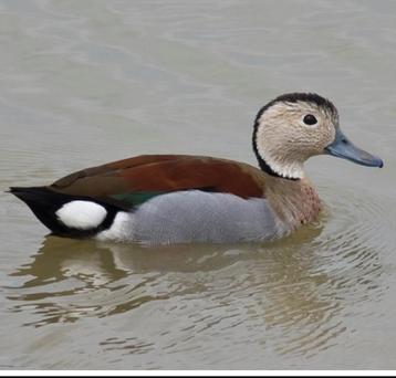 Siereenden/kweekkoppels beschikbaar voor biedingen