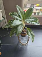 Aglaonema Silver Bay in pot, Huis en Inrichting, Ophalen, Overige soorten, Halfschaduw, In pot