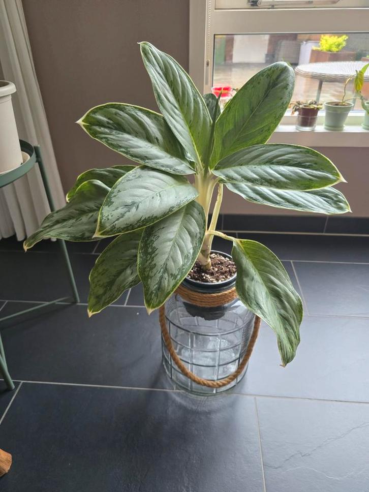 Aglaonema Silver Bay in pot, Huis en Inrichting, Kamerplanten, Overige soorten, Minder dan 100 cm, Groene kamerplant, Halfschaduw
