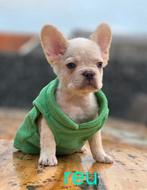 🥰 nog 2 super knappe, leuke x fluffy franse bulldog pups 🥰, Teef, Bulldog, Meerdere, Nederland