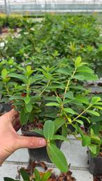 Hypericum Calycinum - p9 - Prachtig - Vaste plant, Ophalen of Verzenden, Vaste plant, Overige soorten, Volle zon