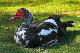 Volwassen Muskus eenden, Doksa en Doksi,echte  boerendoksen., Dieren en Toebehoren, Pluimvee, Eend, Meerdere dieren