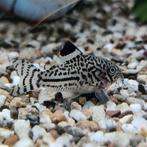Corydoras julii, Dieren en Toebehoren, Vis