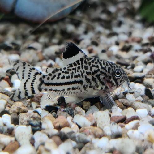 Corydoras julii, Dieren en Toebehoren, Vissen | Aquariumvissen, Vis