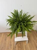 Varen plant, Ophalen