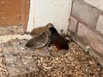 Chinese dwergkwartels trio natuurbroed 2024, Dieren en Toebehoren, Meerdere dieren, Tropenvogel