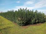 Prunus Laurens Novita (Laurier Novita), Tuin en Terras, Haag, Laurier, Ophalen, 100 tot 250 cm