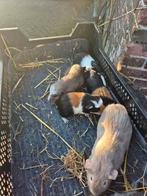 Cavia beertjes te koop, Cavia, Mannelijk, Januari, Tam