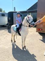 Prachtige b-welsh merrie, blikvanger!, Dieren en Toebehoren, Pony's, Merrie, B, Gechipt, Springpony