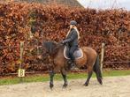 Brave allround C-pony, Dieren en Toebehoren, Pony's, 7 tot 10 jaar, Merrie, Gechipt, L