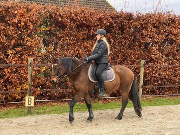 Brave allround C-pony beschikbaar voor biedingen