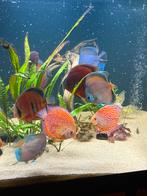 Discusvissen 18x te koop, Dieren en Toebehoren, Vis, Zoetwatervis, Schoolvis