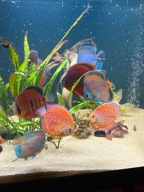 Discusvissen 18x te koop, Dieren en Toebehoren, Vissen | Aquariumvissen, Zoetwatervis, Vis, Schoolvis