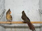 Twee rode kardinaal poppen van juni 2025, Dieren en Toebehoren, Vogels | Overige Vogels, Vrouwelijk, Geringd