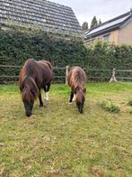 Falabella merries te koop, Dieren en Toebehoren, Pony's, Merrie, Niet van toepassing, A pony (tot 1.17m), Gechipt